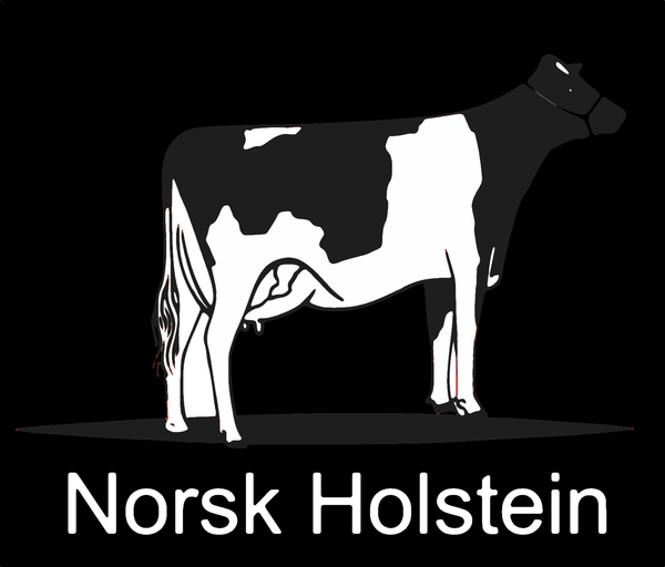 Norsk Holstein